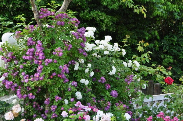 Хġġۥ֥롼֥顼ڥեե֥饦  6ȭʡJ-OC10