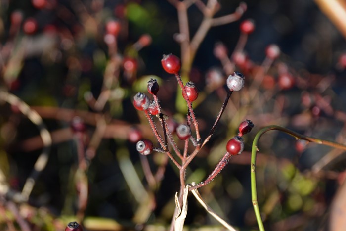 Хġġۥ֥롼֥顼ڥեե֥饦  6ȭʡJ-OC10