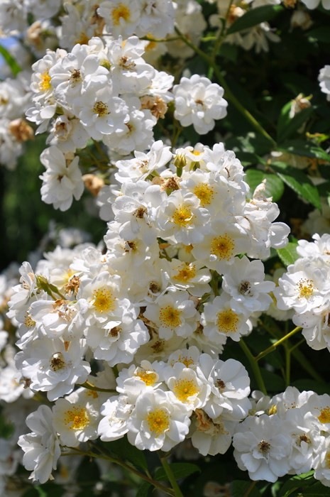 �����ġۥХ��� ���֥�󥰥쥯���� ���� 6��ȭ�����ʡ�J-OC20��