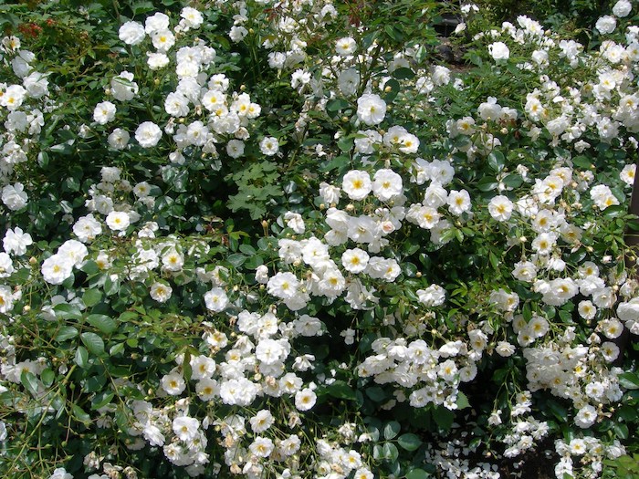 �����ġۥХ��� ���֥�󥰥쥯���� ���� 6��ȭ�����ʡ�J-OC20��