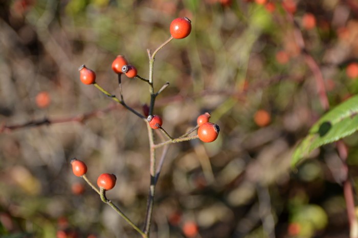 �����ġۥХ��� ���֥�󥰥쥯���� ���� 6��ȭ�����ʡ�J-OC20��