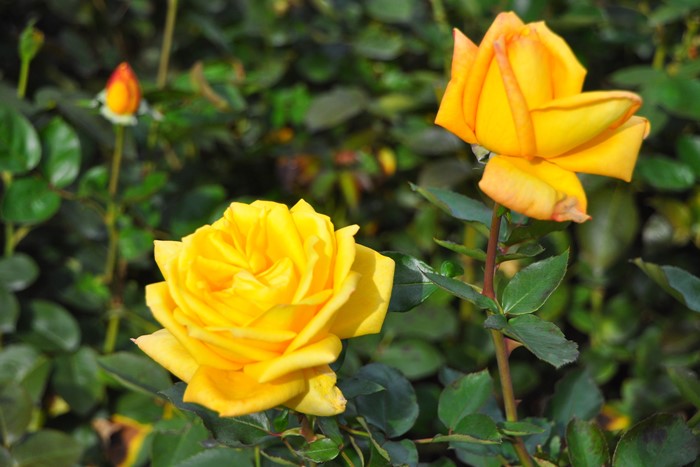 ġۥХ ɱ  6ȭʡӿ建 ϿʼϡIR-IRO3