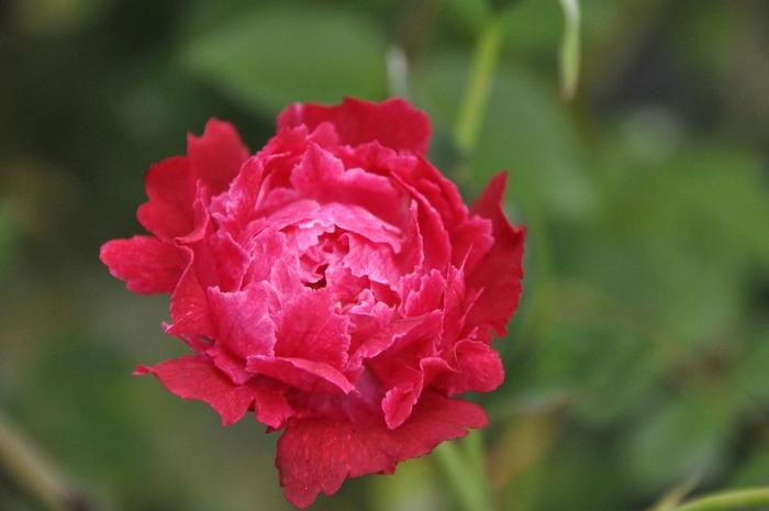 �����ġۥХ��� ����ƥ��ڥ������ϡ�ػΡ� ���� 6��ȭ�����ʡ�J-OB20��