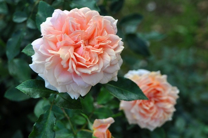 �Х��ġ����ġۥ����ǥ󥪥֥������� ���� 6��ȭ�����ʡ����ӿ建�� ��Ͽ�ʼ�ϡ�IR-IRO3��