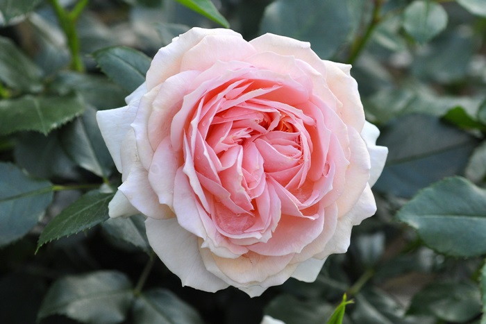 �Х��ġ����ġۥ����ǥ󥪥֥������� ���� 6��ȭ�����ʡ����ӿ建�� ��Ͽ�ʼ�ϡ�IR-IRO3��