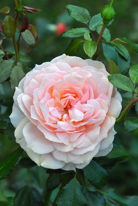 �Х��ġ����ġۥ����ǥ󥪥֥������� ���� 6��ȭ�����ʡ����ӿ建�� ��Ͽ�ʼ�ϡ�IR-IRO3��