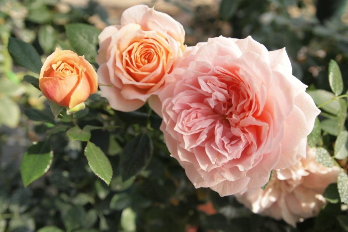 �Х��ġ����ġۥ����ǥ󥪥֥������� ���� 6��ȭ�����ʡ����ӿ建�� ��Ͽ�ʼ�ϡ�IR-IRO3��