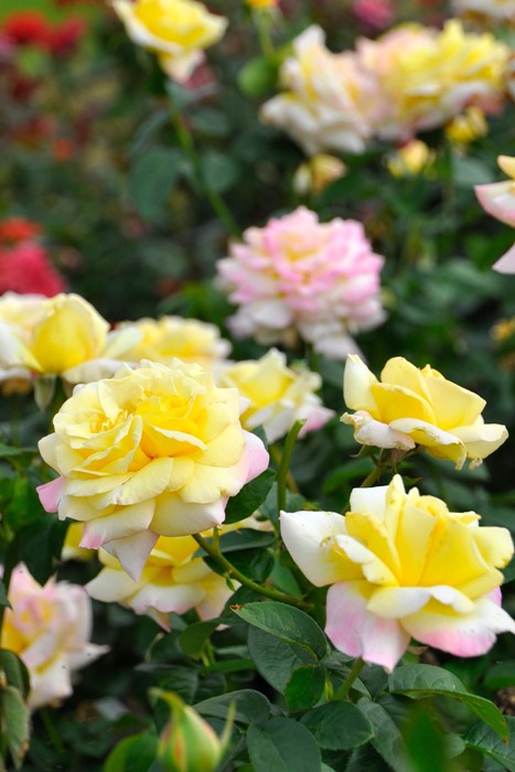 ���ߵ����ġۥХ��� �Ĥ�ԡ��� ���� 6��ȭ�����ʡ�J-CL10��