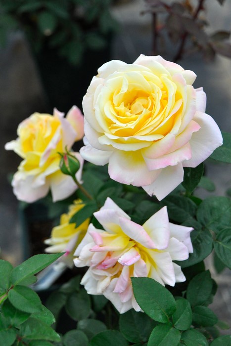 ���ߵ����ġۥХ��� �Ĥ�ԡ��� ���� 6��ȭ�����ʡ�J-CL10��