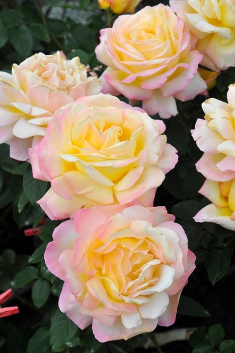 ���ߵ����ġۥХ��� �Ĥ�ԡ��� ���� 6��ȭ�����ʡ�J-CL10��