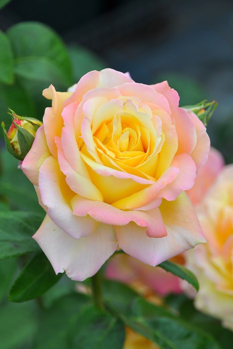 ���ߵ����ġۥХ��� �Ĥ�ԡ��� ���� 6��ȭ�����ʡ�J-CL10��