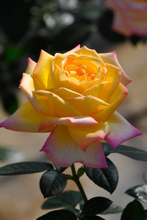 ���ߵ����ġۥХ��� �Ĥ�ԡ��� ���� 6��ȭ�����ʡ�J-CL10��