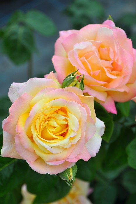 ���ߵ����ġۥХ��� �Ĥ�ԡ��� ���� 6��ȭ�����ʡ�J-CL10��