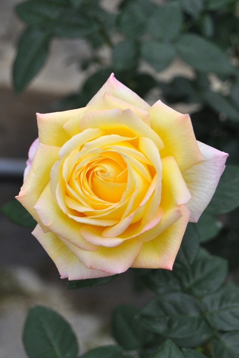 ���ߵ����ġۥХ��� �Ĥ�ԡ��� ���� 6��ȭ�����ʡ�J-CL10��