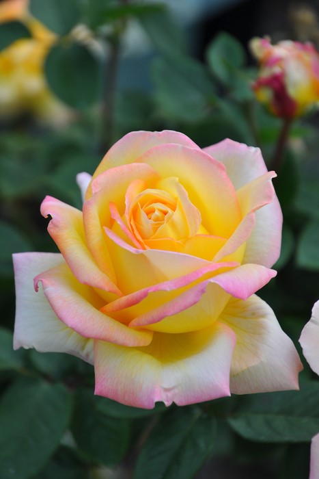 ���ߵ����ġۥХ��� �Ĥ�ԡ��� ���� 6��ȭ�����ʡ�J-CL10��