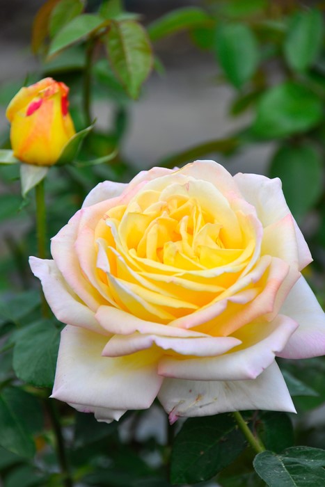 ���ߵ����ġۥХ��� �Ĥ�ԡ��� ���� 6��ȭ�����ʡ�J-CL10��