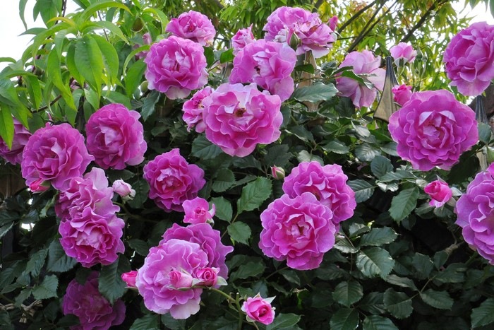 �Х��ġ����ġۥ������ǥѥ�ե�� ���� 6��ȭ�����ʡ����ӿ建�� ��Ͽ�ʼ�ϡ�Han-DOR��