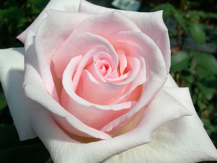 �����ġۥХ��� ���إ󥱡��˥��� ���� 6��ȭ�����ʡ�J-HT20��