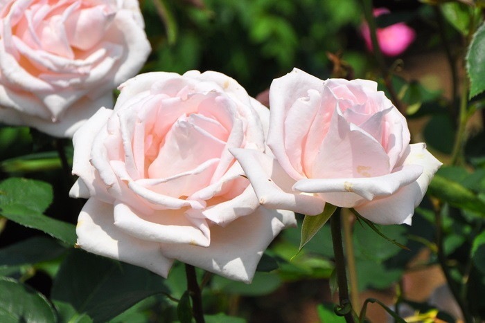 �����ġۥХ��� ���إ󥱡��˥��� ���� 6��ȭ�����ʡ�J-HT20��