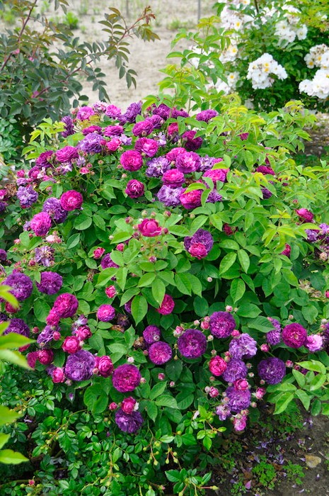 �����ġۥХ��� ����֥�ѥ�ե� ���� 6��ȭ�����ʡ�J-OC20��