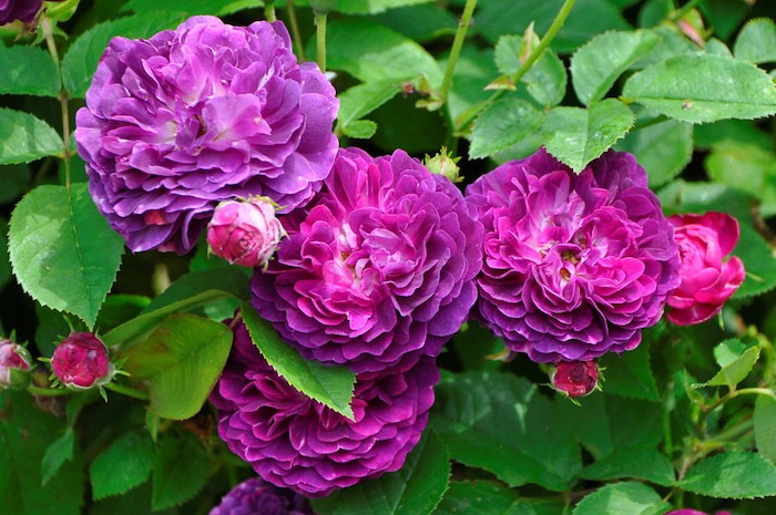 �����ġۥХ��� ����֥�ѥ�ե� ���� 6��ȭ�����ʡ�J-OC20��