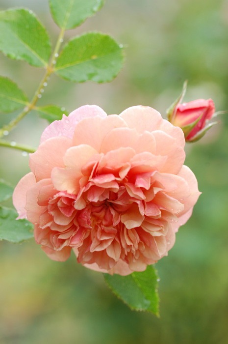 �Х��ġ����ġۥ����ǥ�� ���� 6��ȭ�����ʡη����ʼ�ϡ�JB-YJR��