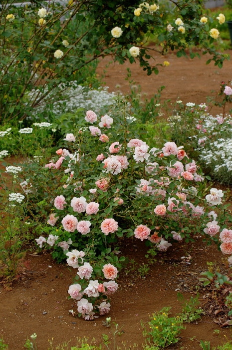 �Х��ġ����ġۥ����ǥ�� ���� 6��ȭ�����ʡη����ʼ�ϡ�JB-YJR��