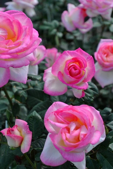 �Х��ġ����ġۤĤ�ץ�󥻥��ɥ���ʥ� ���� 6��ȭ�����ʡ�J-CL20��