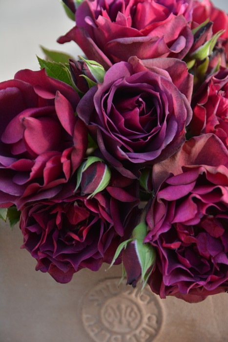 予約大苗 バラ苗 ライラ Sh深紫 国産苗 6号鉢植え品 契約品種 J Ro 2月末までのお届け 系統で選ぶバラ シュラブ 大苗 バラの家 公式本店 ロサオリエンティス バラ苗 専門店