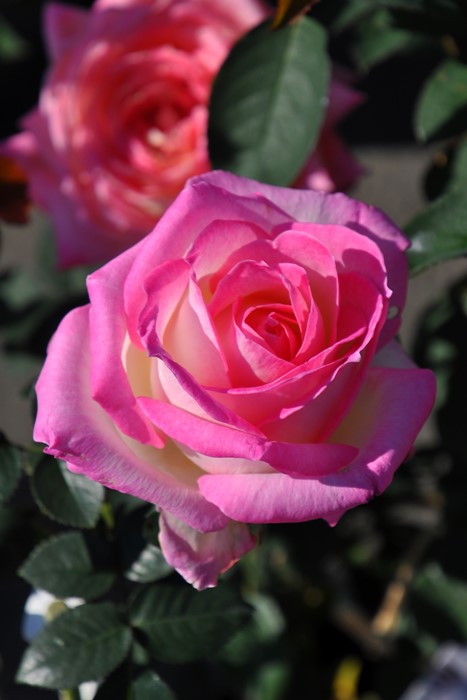 ���ߵ����ġۥХ��� �ץ�󥻥��ɥ���ʥ� ���� 6��ȭ�����ʡ�J-HT10��