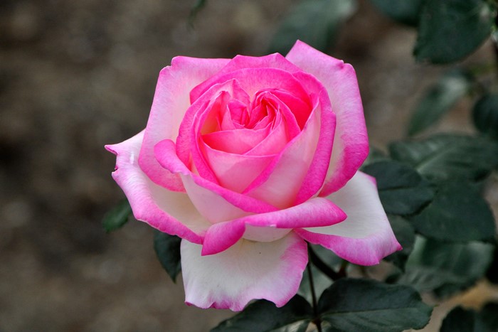 ���ߵ����ġۥХ��� �ץ�󥻥��ɥ���ʥ� ���� 6��ȭ�����ʡ�J-HT10��