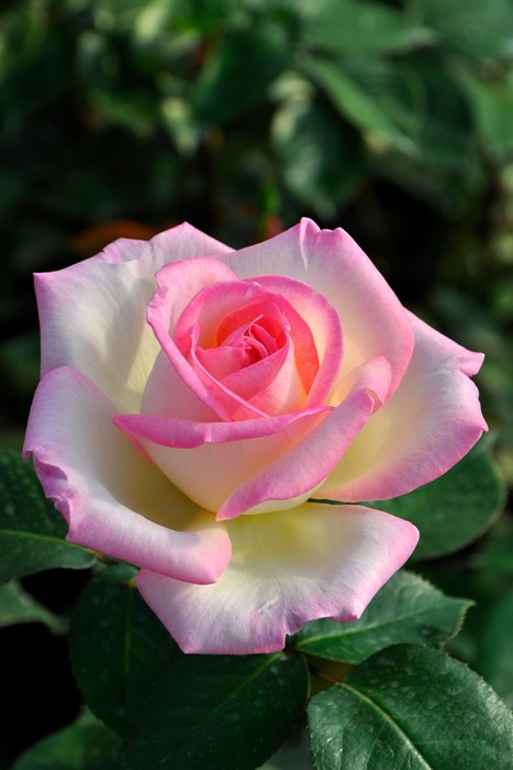 ���ߵ����ġۥХ��� �ץ�󥻥��ɥ���ʥ� ���� 6��ȭ�����ʡ�J-HT10��