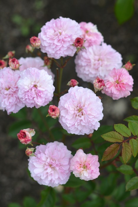 ġۥХ ץݥ  6ȭʡӿ建 ʼϿдϡKb-RM