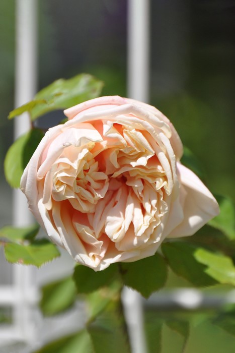 ġۥХ ɥǥ  6ȭʡJ-OC20