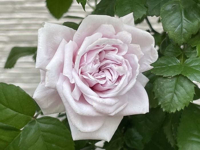 ���ߵ����ġۥХ��� ���å������� ���� 6��ȭ�����ʡη����ʼ�ϡ�JB-HR��