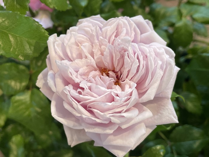 ���ߵ����ġۥХ��� ���å������� ���� 6��ȭ�����ʡη����ʼ�ϡ�JB-HR��