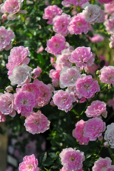 ���ߵ����ġۥХ��� ��ᤪ�Ȥ��̴������ ���� 6��ȭ�����ʡη����ʼ�ϡ�KMG-KMG�ա�0109�����