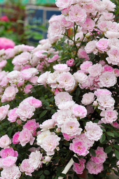 ���ߵ����ġۥХ��� ��ᤪ�Ȥ��̴������ ���� 6��ȭ�����ʡη����ʼ�ϡ�KMG-KMG�ա�0109�����