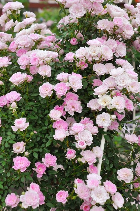 ���ߵ����ġۥХ��� ��ᤪ�Ȥ��̴������ ���� 6��ȭ�����ʡη����ʼ�ϡ�KMG-KMG�ա�0109�����