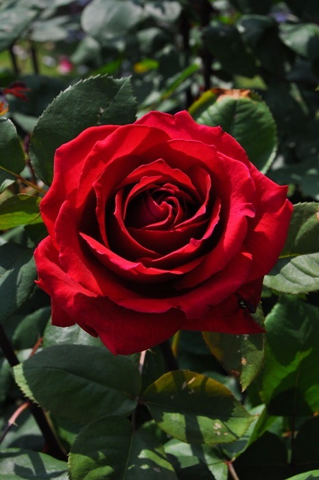 �Х��ġ����ġۥ����󥷥�åƥ� ���� 6��ȭ�����ʡ�J-HT20��