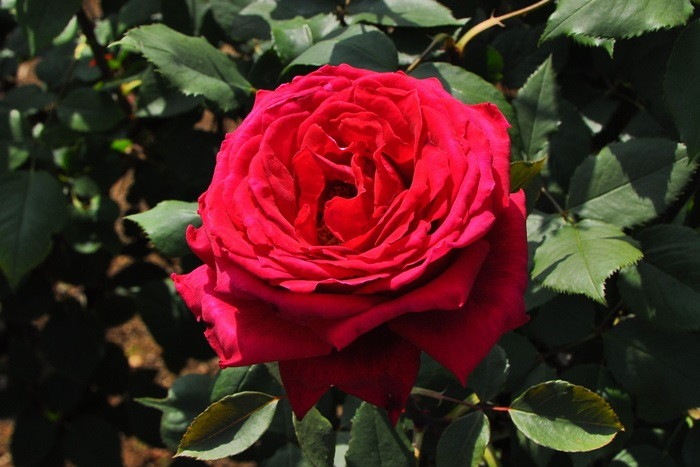 �Х��ġ����ġۥ����󥷥�åƥ� ���� 6��ȭ�����ʡ�J-HT20��