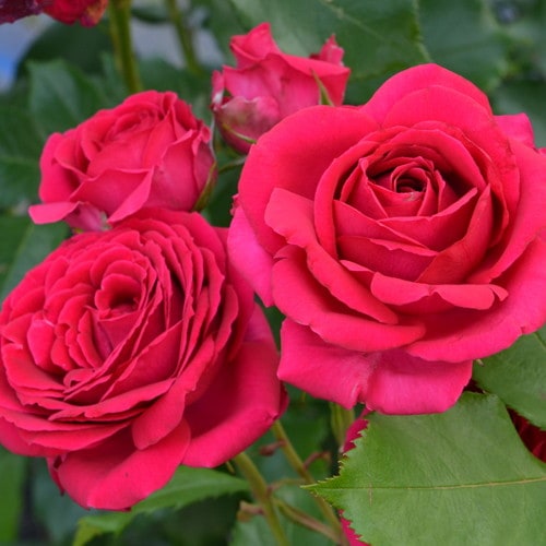 �Х��ġ����ġۥ쥸���ޥ륳�� ���� 6��ȭ�����ʡ����ӿ建�� ��Ͽ�ʼ�ϡ�Han-DEL��