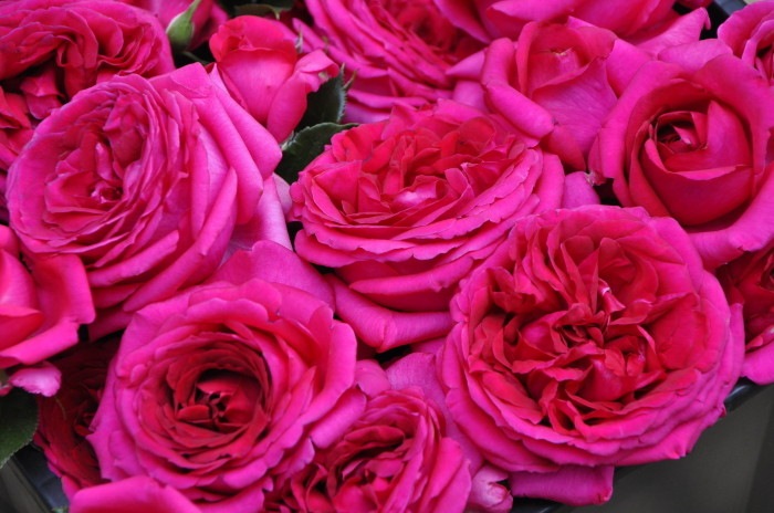 �Х��ġ����ġۥ쥸���ޥ륳�� ���� 6��ȭ�����ʡ����ӿ建�� ��Ͽ�ʼ�ϡ�Han-DEL��