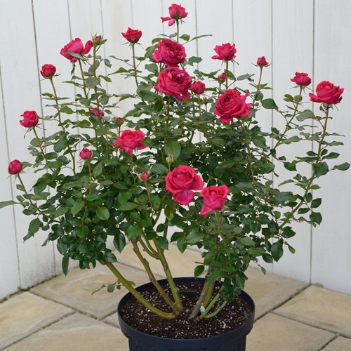 �Х��ġ����ġۥ쥸���ޥ륳�� ���� 6��ȭ�����ʡ����ӿ建�� ��Ͽ�ʼ�ϡ�Han-DEL��