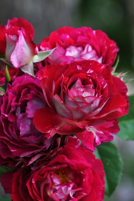 ���ߵ����ġۥХ��� �٥�ǥ����� ���� 6��ȭ�����ʡη����ʼ�ϡ�OM-DM�ա�0109�����