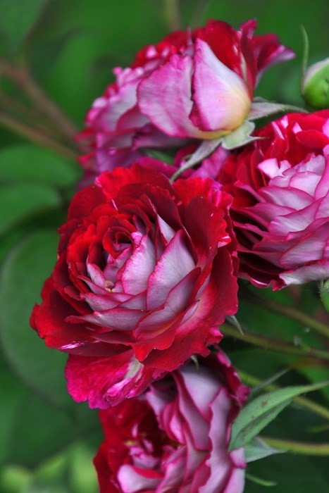 ���ߵ����ġۥХ��� �٥�ǥ����� ���� 6��ȭ�����ʡη����ʼ�ϡ�OM-DM�ա�0109�����