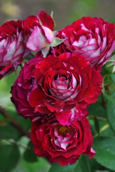 ���ߵ����ġۥХ��� �٥�ǥ����� ���� 6��ȭ�����ʡη����ʼ�ϡ�OM-DM�ա�0109�����