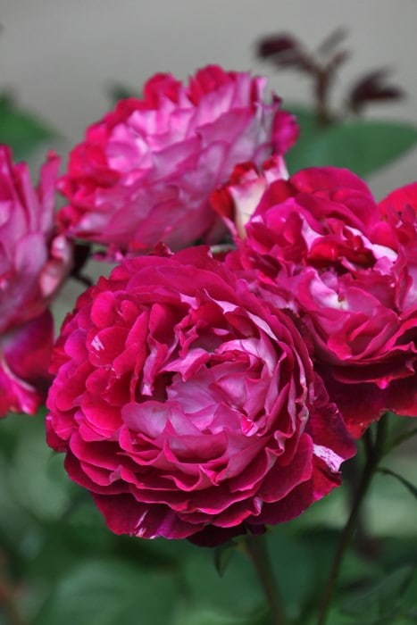 ���ߵ����ġۥХ��� �٥�ǥ����� ���� 6��ȭ�����ʡη����ʼ�ϡ�OM-DM�ա�0109�����