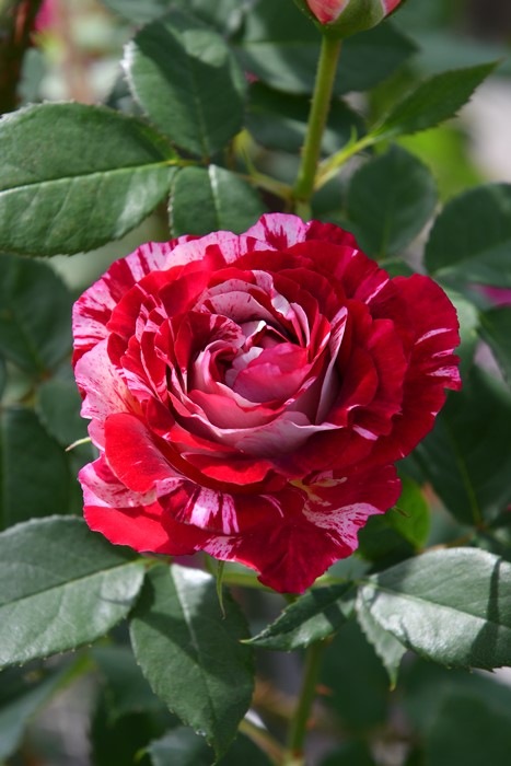 ���ߵ����ġۥХ��� �٥�ǥ����� ���� 6��ȭ�����ʡη����ʼ�ϡ�OM-DM�ա�0109�����