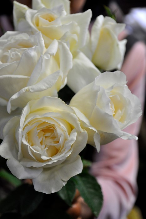 �Х��ġ����ġۥۥ磻�ȥ��ꥹ�ޥ� ���� 6��ȭ�����ʡ�J-HT10��